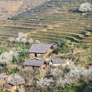 Tour Bắc Hà - Tả Van Chư 2 ngày 1 đêm từ Hà Nội