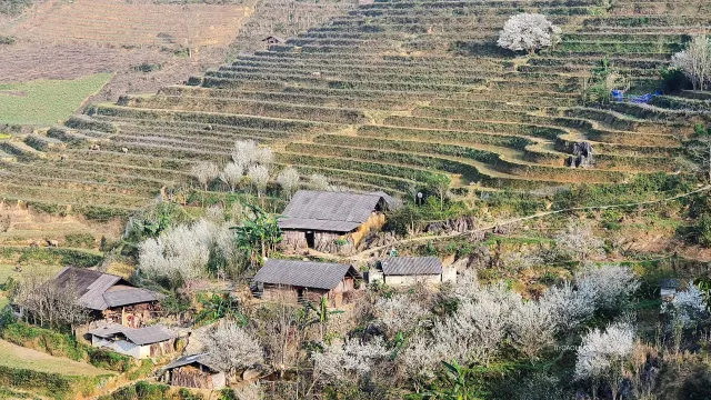 Tour Bắc Hà - Tả Van Chư 2 ngày 1 đêm từ Hà Nội