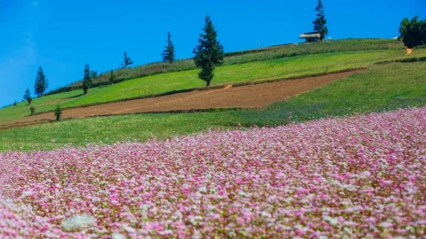 Cách di chuyển Hà Giang xem hoa