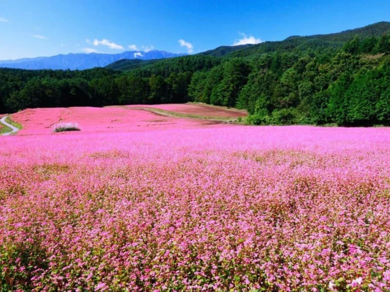 Mùa hoa tam giác mạch