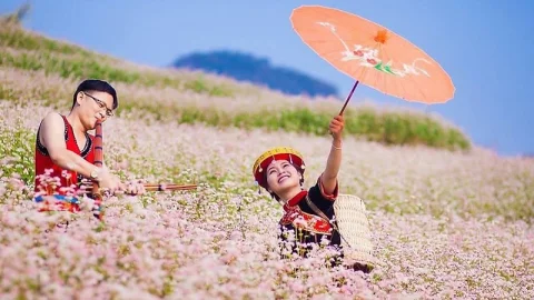 Hoa tam giác mạch tháng nào nở