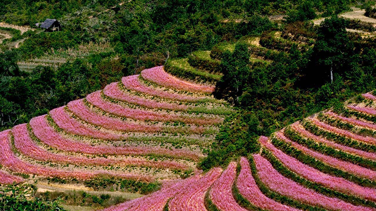 Tour Hà Giang Mùa Tam Giác Mạch Cho Nhóm Bạn Có Gì Khác? Kinh Nghiệm Đi Vui, Đỡ Mệt