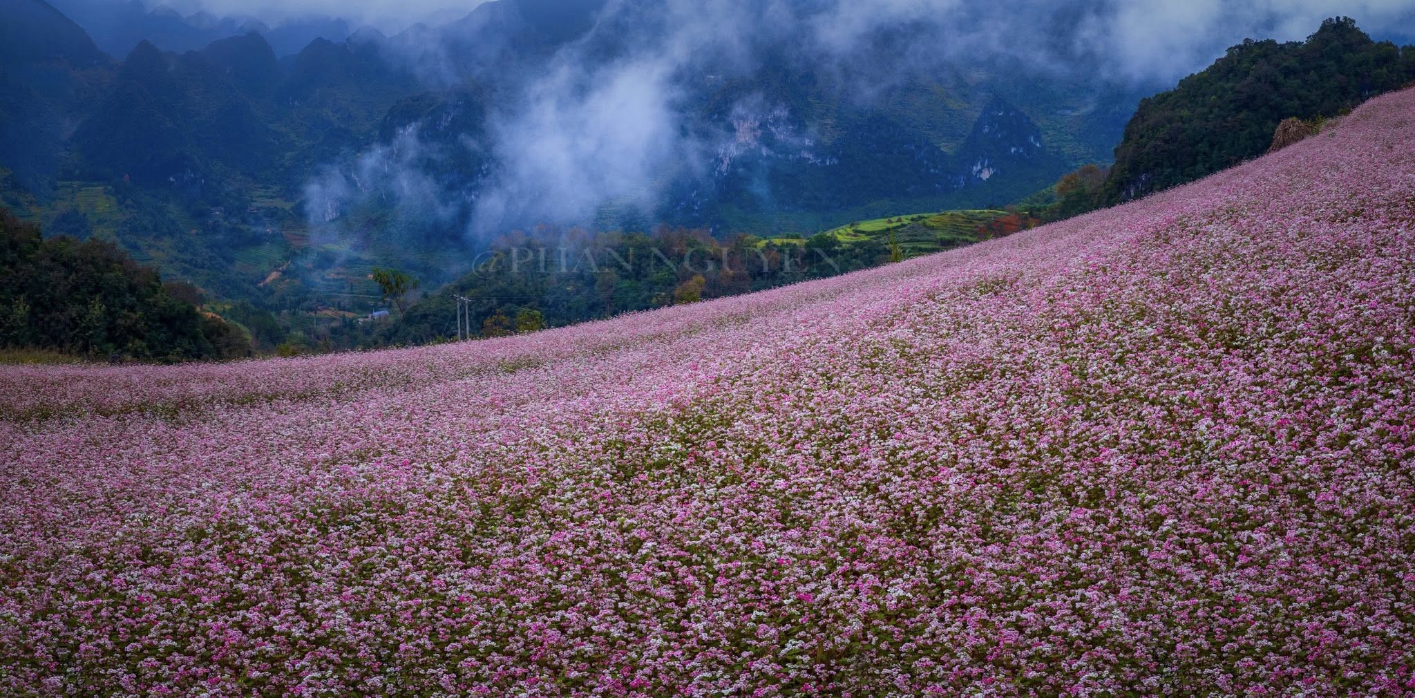 Tour Hà Giang mùa tam giác mạch cho cặp đôi nên chọn loại nào?