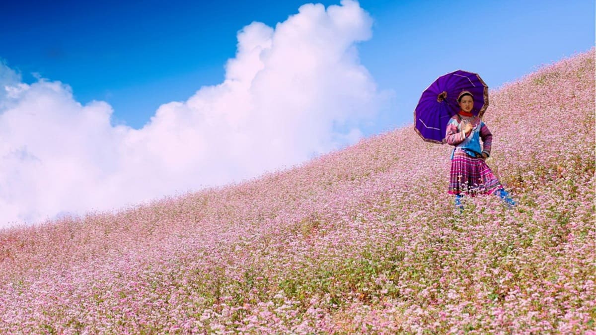 Phố Cáo có đáng ghé khi đi ngắm hoa tam giác mạch ở Hà Giang không?