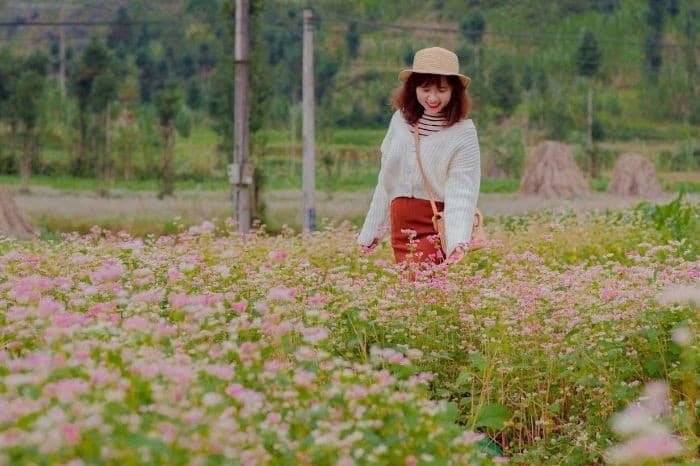 Đi Hà Giang Mùa Tam Giác Mạch Đầu Tháng Hay Cuối Tháng Đẹp Hơn? Kinh Nghiệm Chọn Thời Điểm Chuẩn