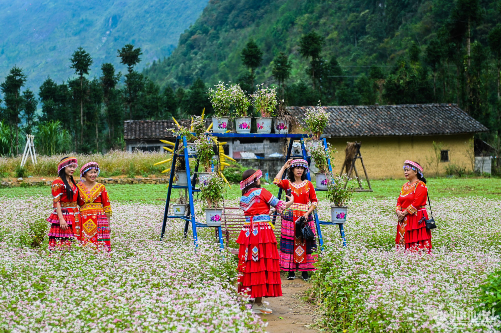 Tháng 11 Đi Hà Giang Mùa Tam Giác Mạch Có Còn Đẹp Không? Kinh Nghiệm Đi Đúng Thời Điểm