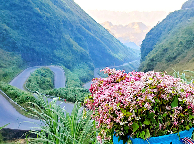 Lịch Trình Hà Giang Mùa Tam Giác Mạch Nếu Chỉ Có Ít Thời Gian Nên Đi Như Thế Nào?