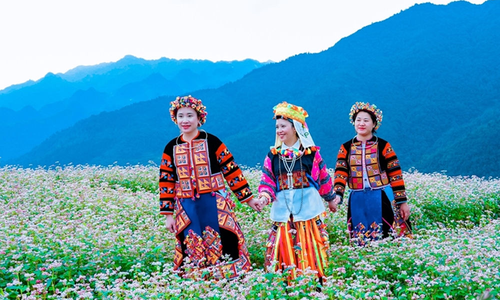 Điểm Nào Ở Hà Giang Hợp Nhất Để Chụp Ảnh Mùa Tam Giác Mạch?
