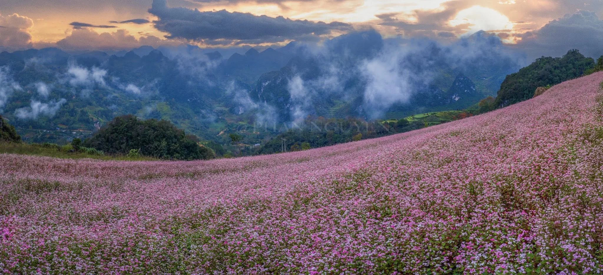 Đi Hà Giang mùa hoa tam giác mạch vào sáng sớm