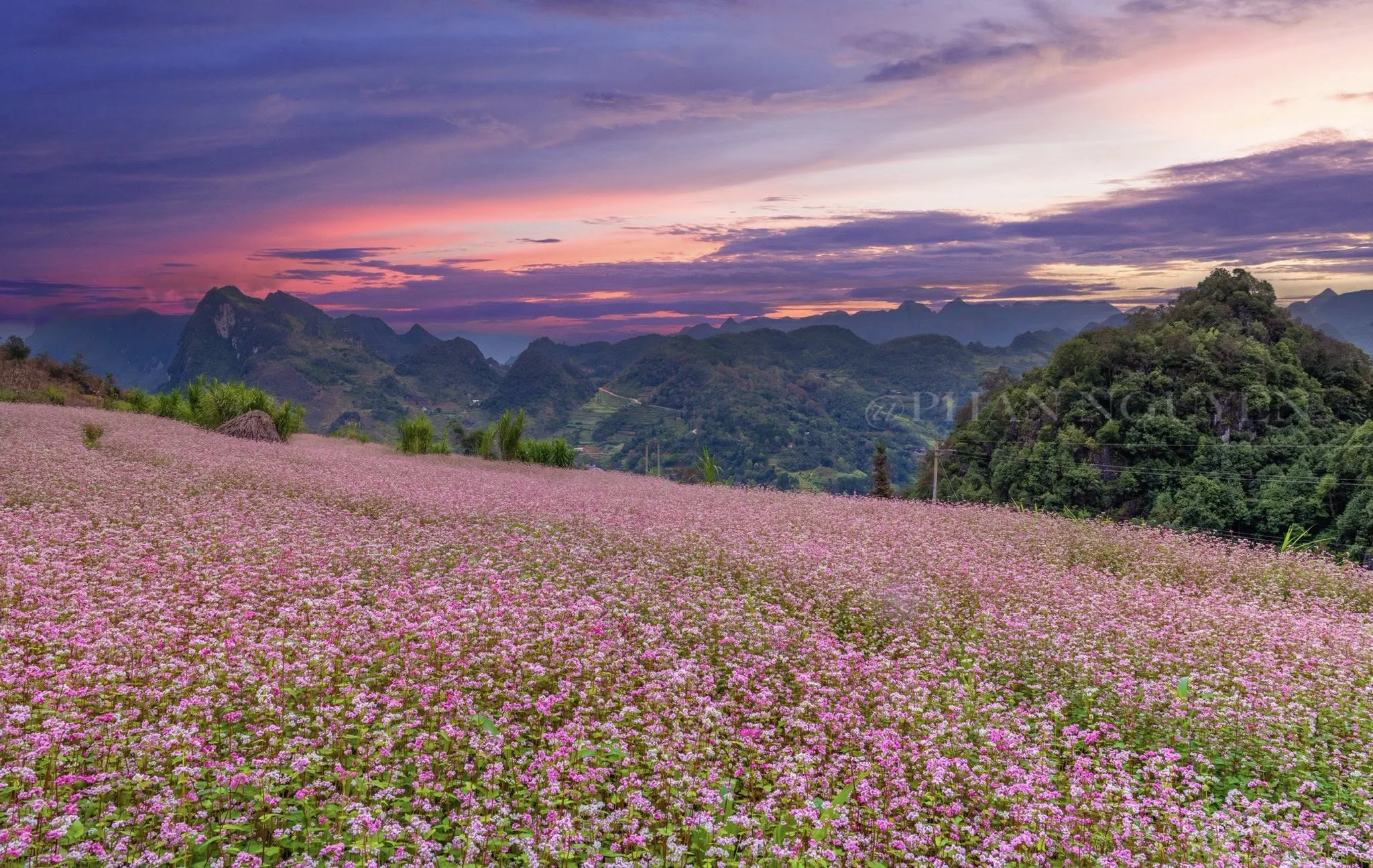 Gia đình đi Hà Giang mùa hoa tam giác mạch