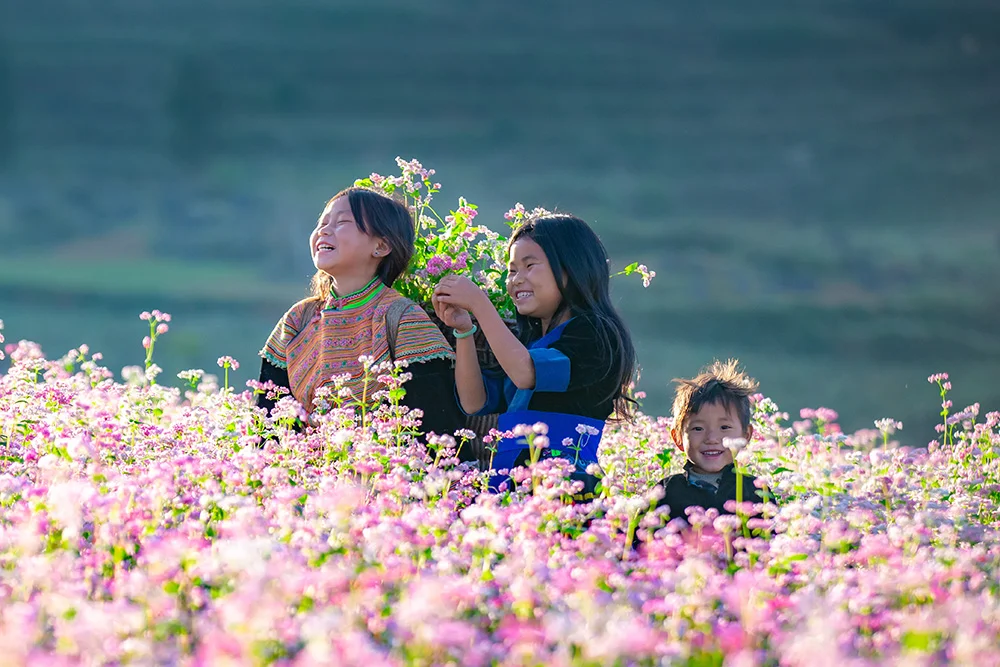 Kết hợp mùa hoa tam giác mạch với Mã Pì Lèng và sông Nho Quế