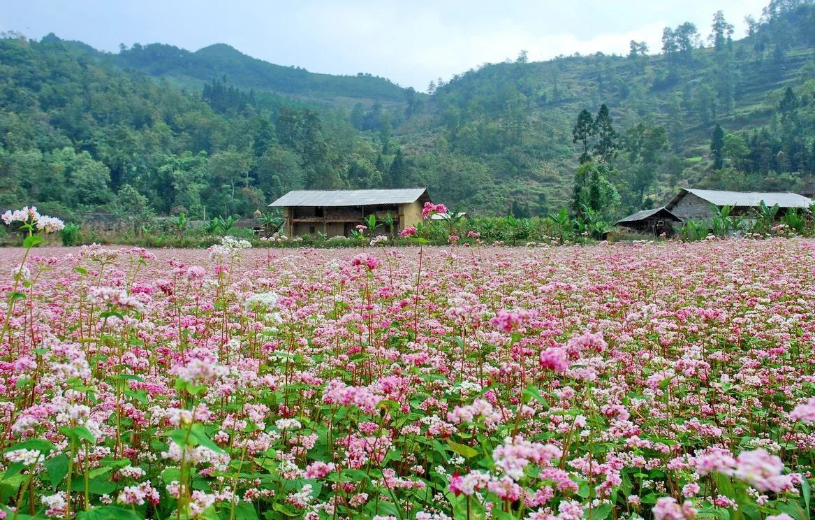 Tour Hà Giang mùa hoa tam giác mạch với cung đường đẹp và điểm ngắm hoa nổi bật