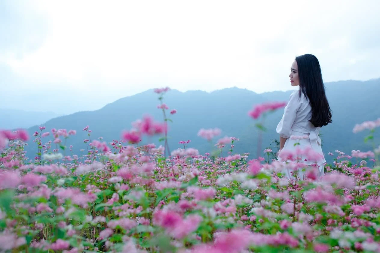 Cánh đồng hoa tam giác mạch thung lũng quanh đồng văn