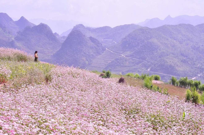 Khi nào nên chốt lịch đi Hà Giang mùa tam giác mạch