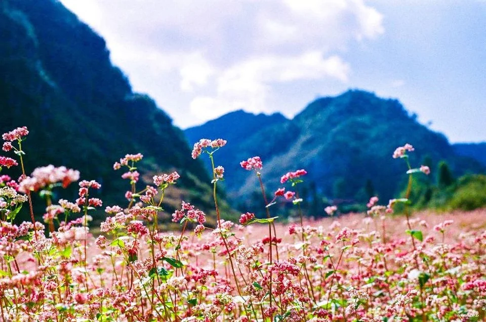 Cảnh núi non Hà Giang mùa tam giác mạch