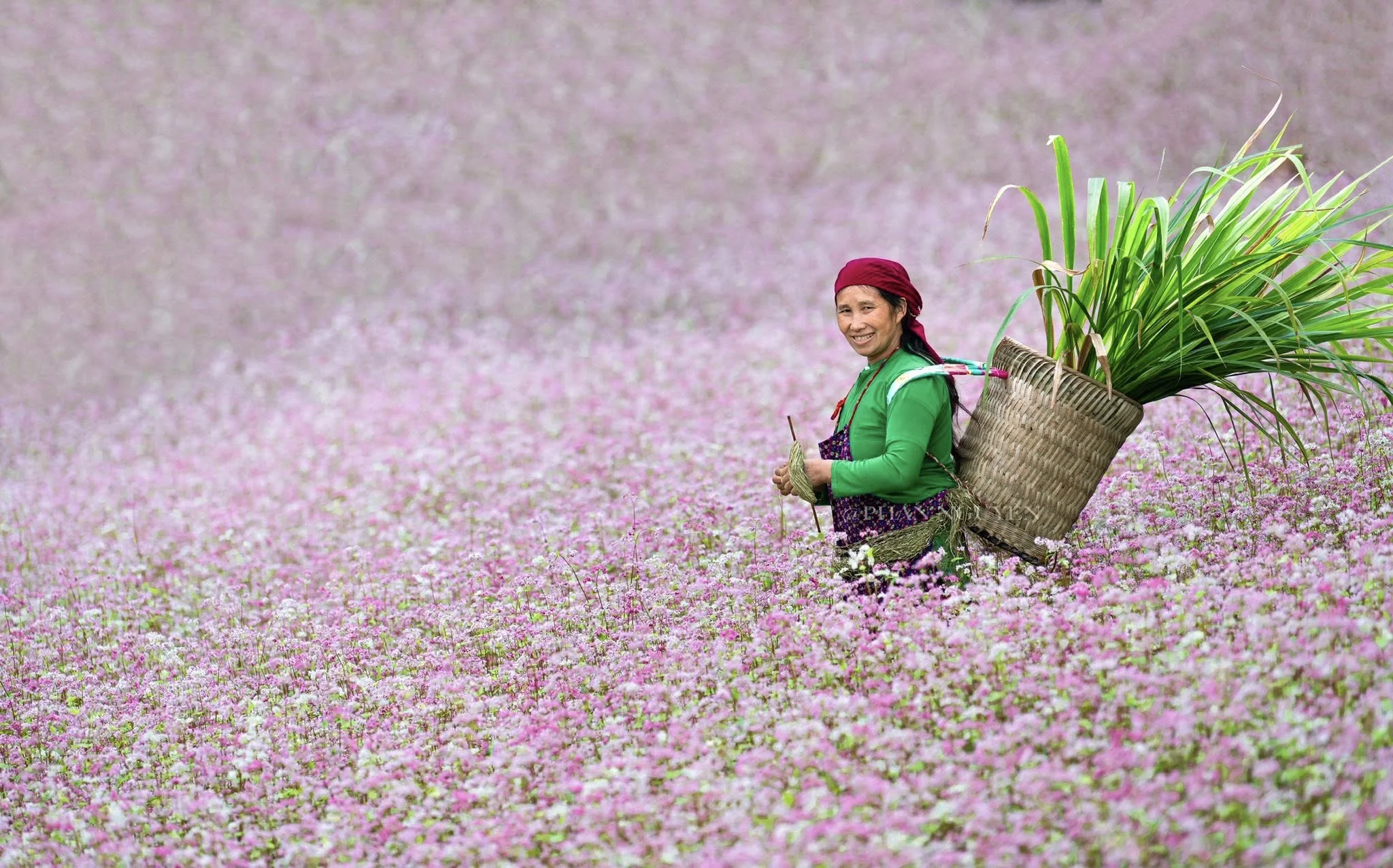 hoa tam giác mạch Hà Giang Đồng Văn