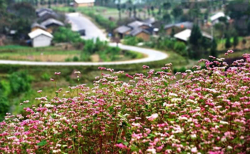Hà Giang mùa hoa tam giác mạch với núi đá và thung lũng rộng